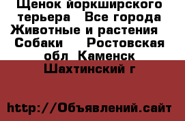 Щенок йоркширского терьера - Все города Животные и растения » Собаки   . Ростовская обл.,Каменск-Шахтинский г.